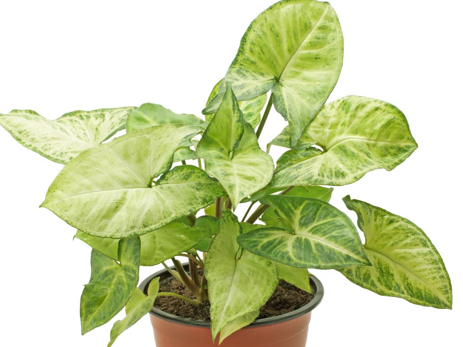 Сингониум ножколистный (Syngonium)