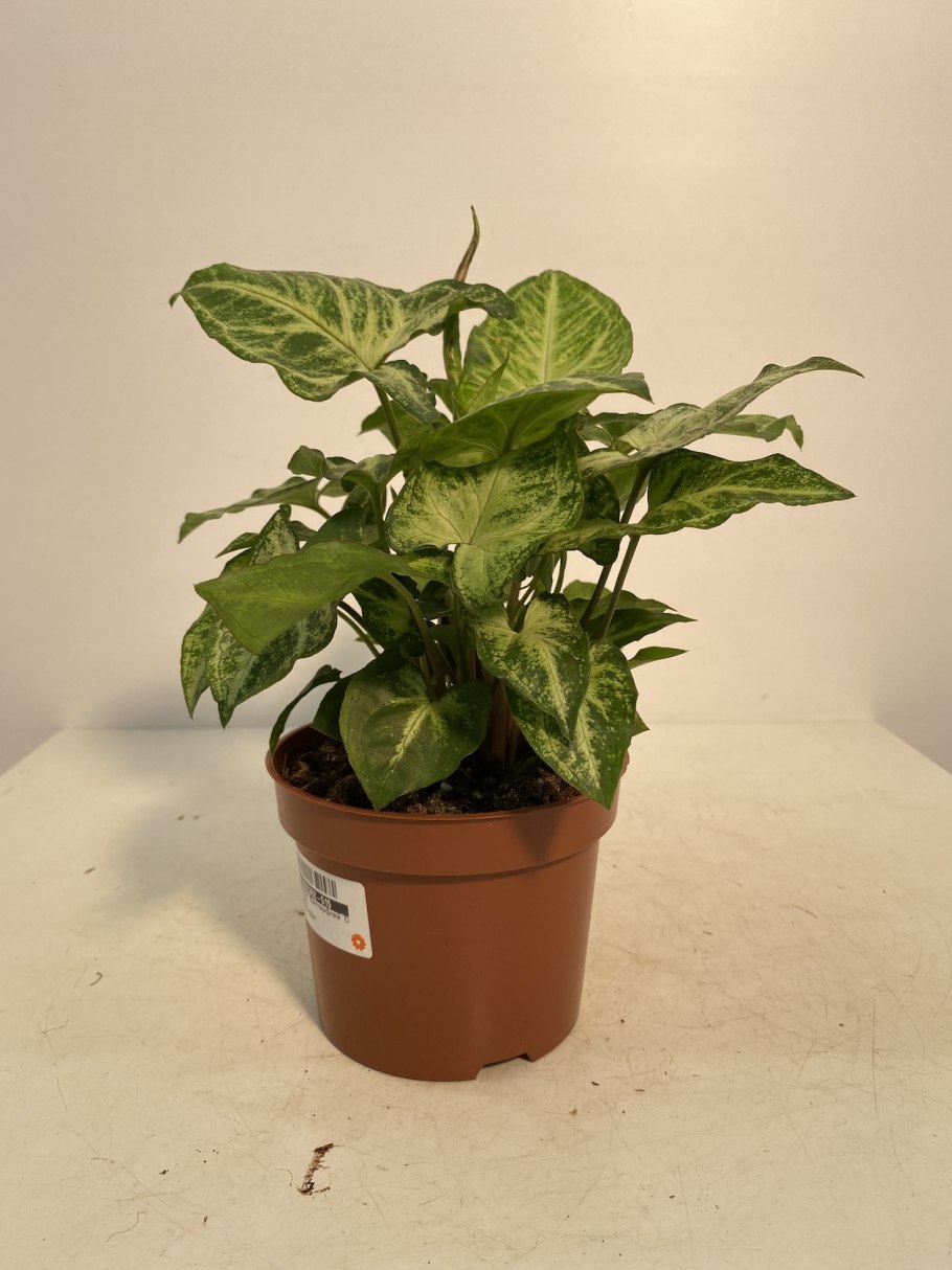 Сингониум podophyllum