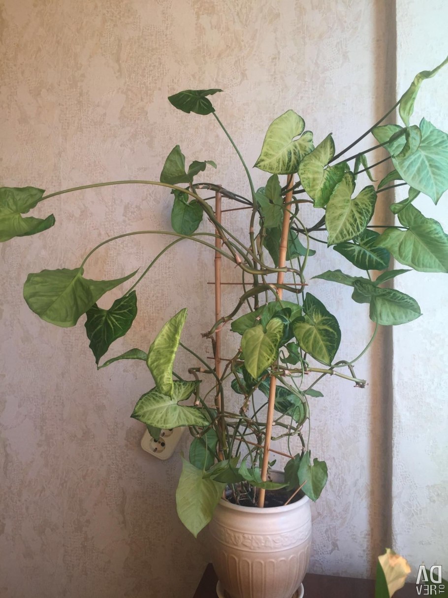 Сингониум вариегатный