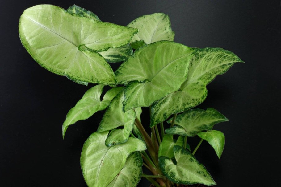 Сингониум Syngonium podophyllum