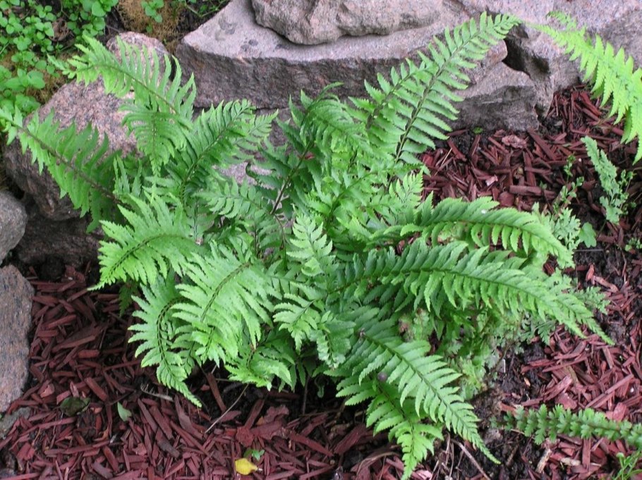 Вудсия Woodsia