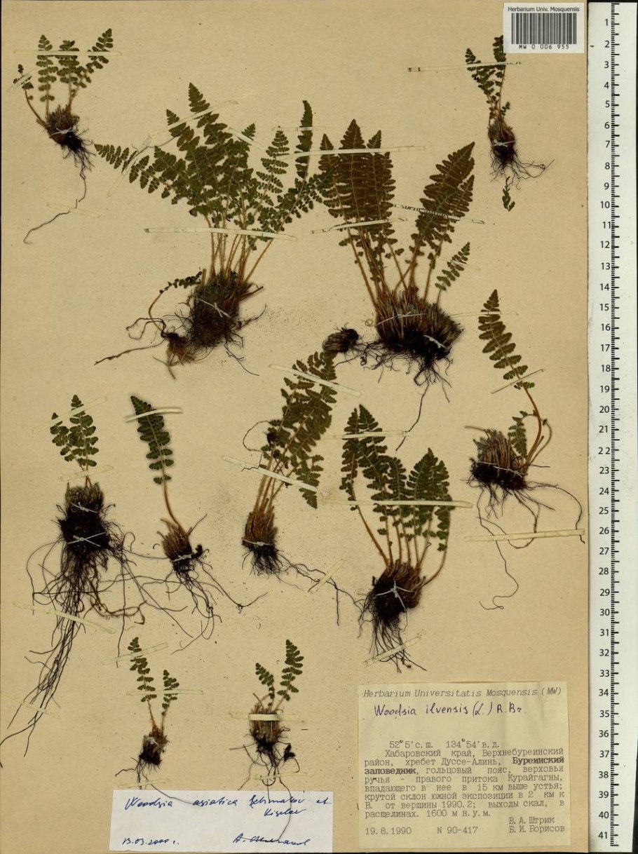Pinnae Ferns
