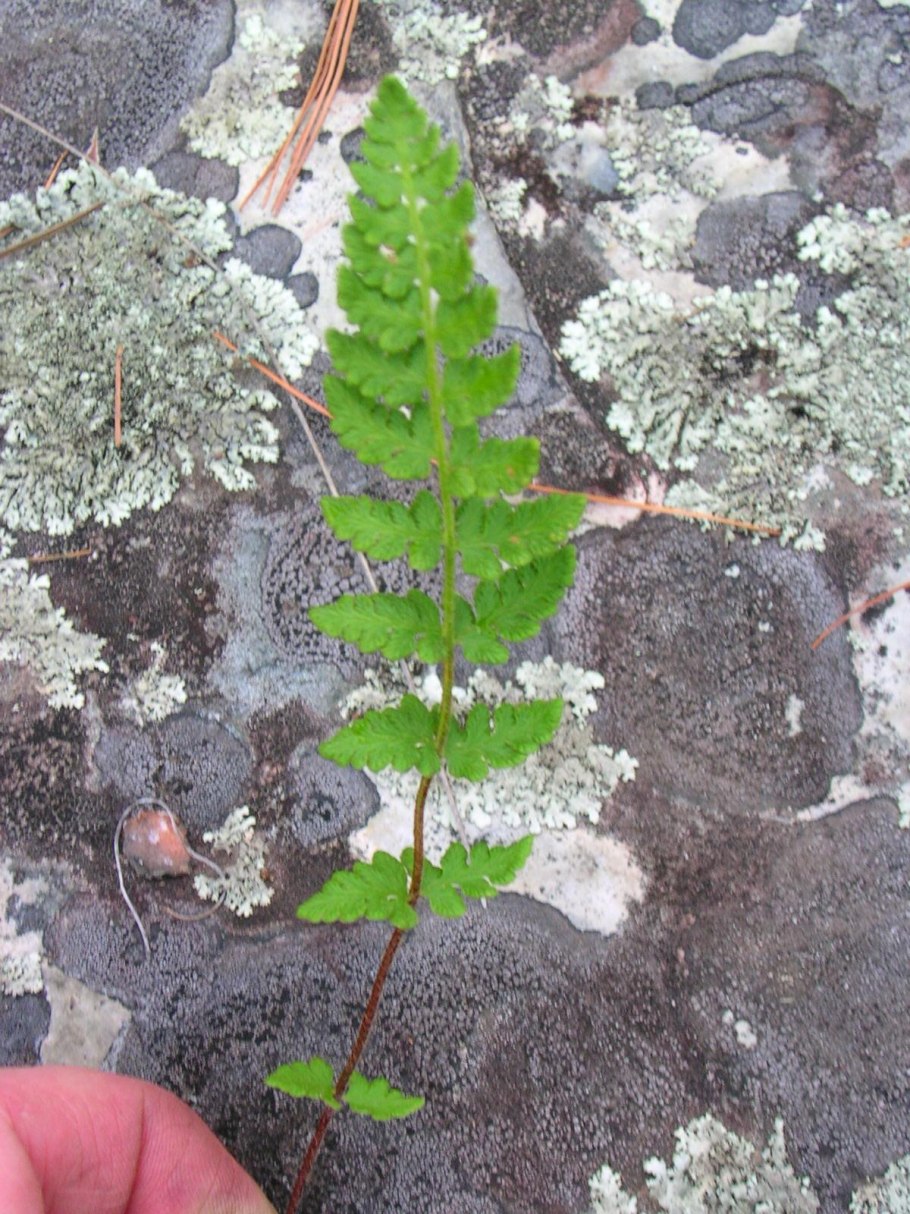 Woodsia Ilvensis гербарий
