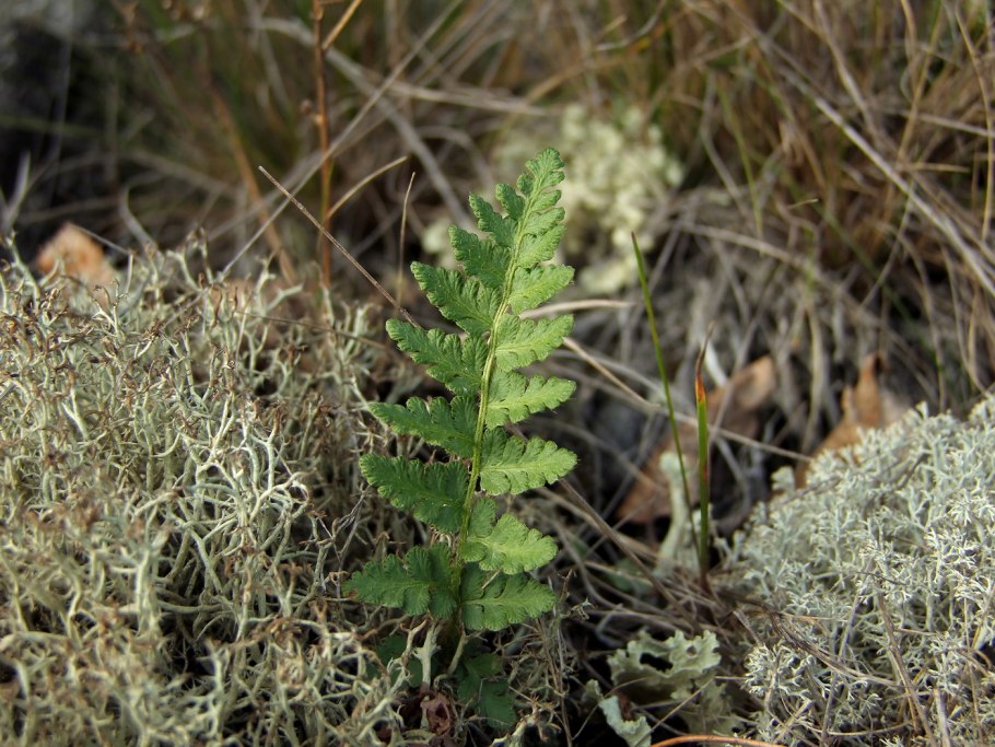Woodsia Ilvensis гербарий