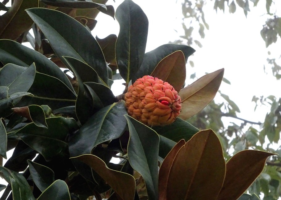 Магнолия крупноцветковая шишки