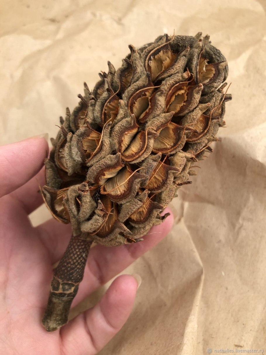 Семенная шишка магнолии