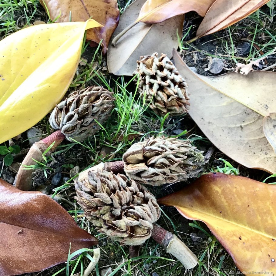 Магнолия крупноцветковая плод