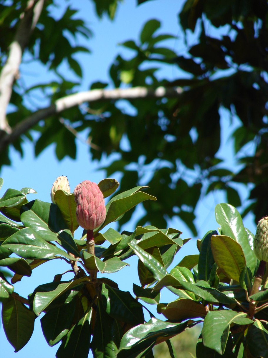 Шишки магнолии засушенные
