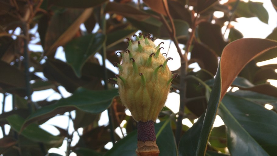 Семена в шишках Магнолия как выглядит