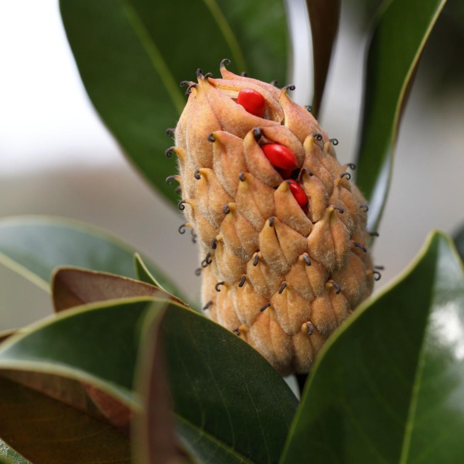 Магнолия грандифлора шишки