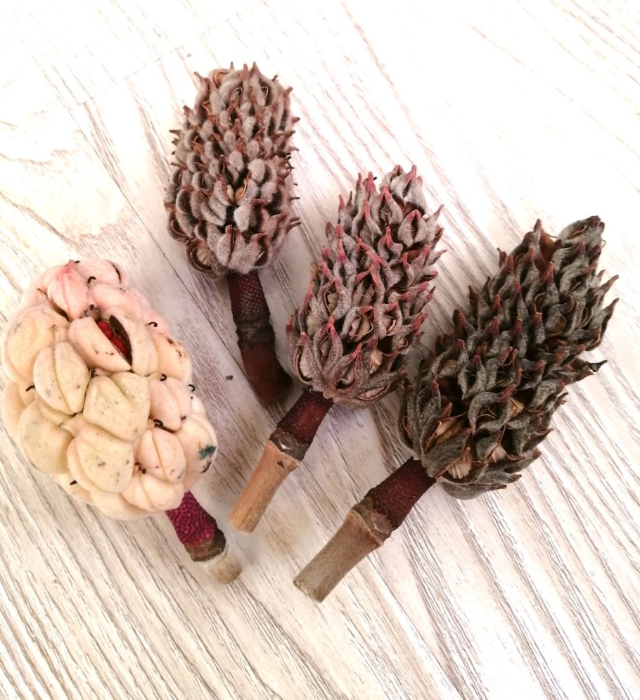 Семена из шишки магнолии