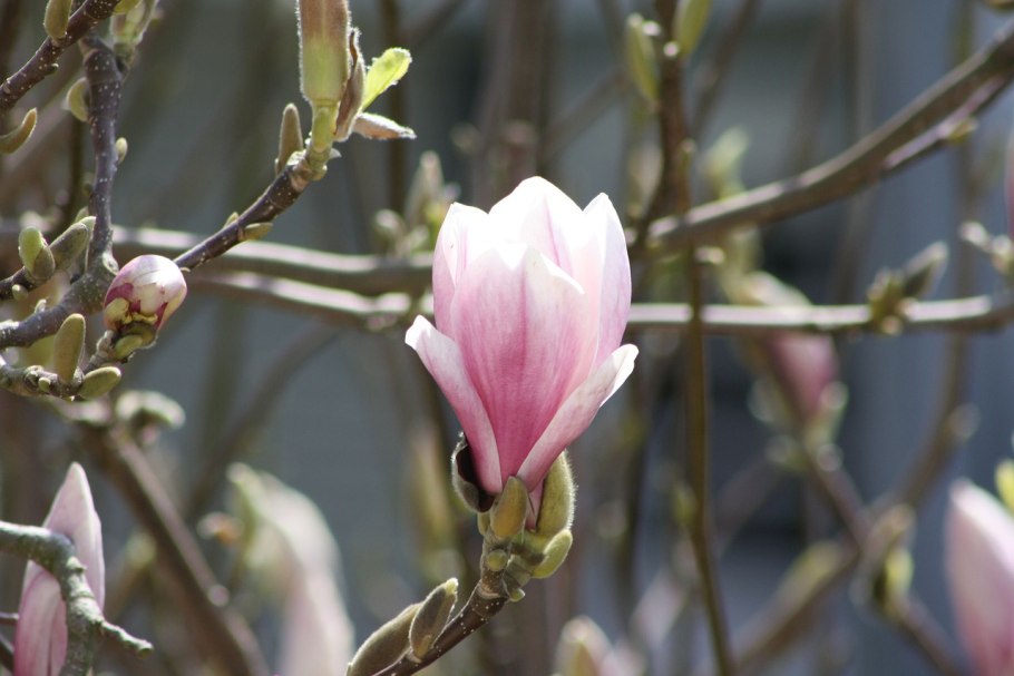 Плоды магнолии Фразера