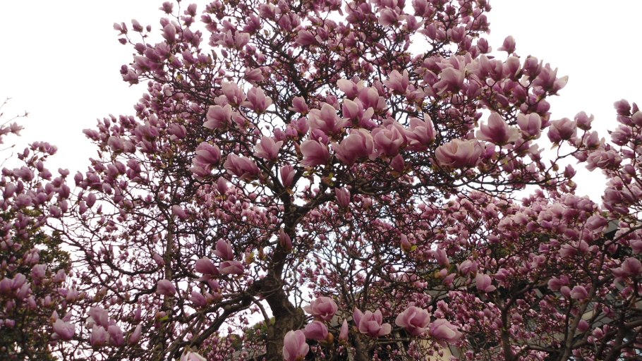 Магнолия крупноцветковая плод