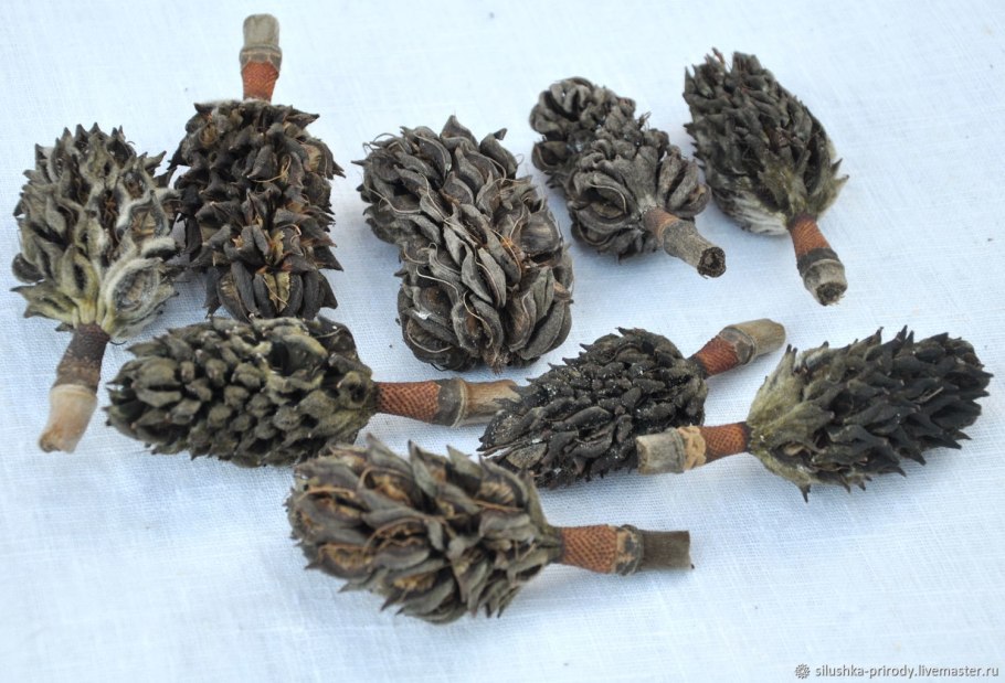 Семенные шишки магнолии