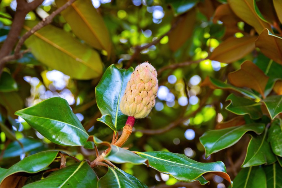 Марокканские шишки