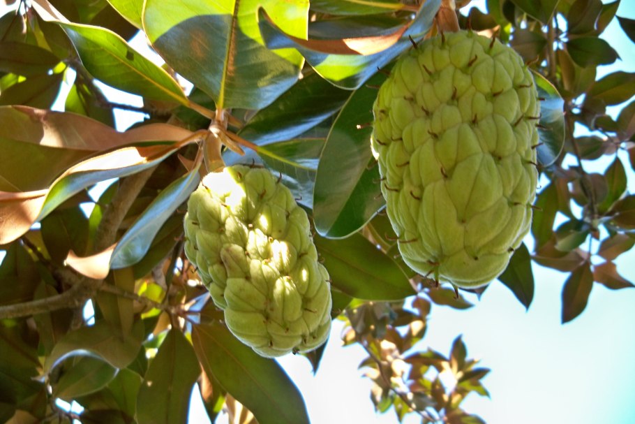 Магнолия крупноцветковая плод