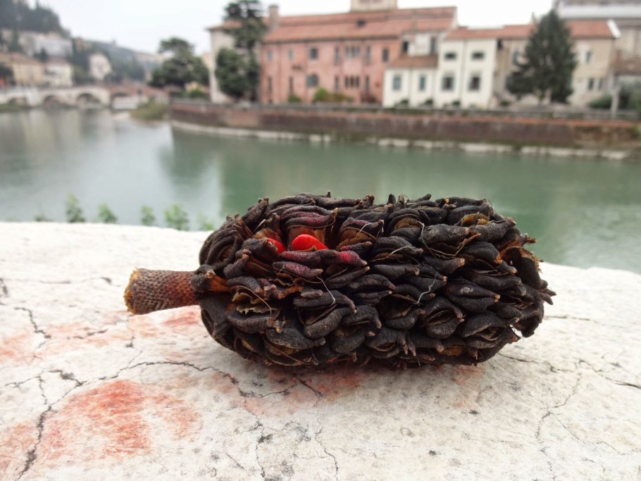 Магнолия крупноцветковая плод