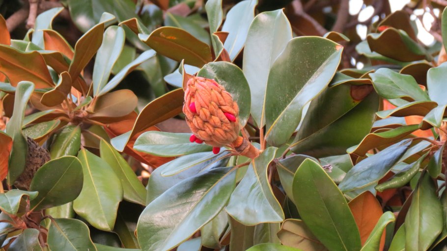 Магнолиевые шишки