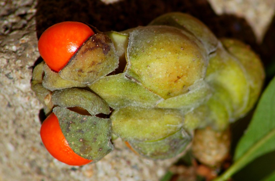 Магнолия крупноцветковая плод