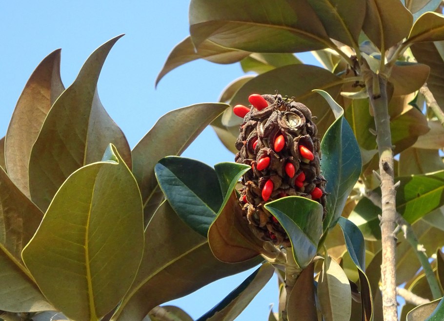 Магнолия дерево шишка