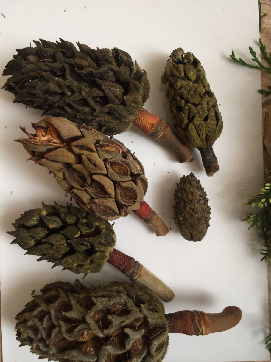 Шишка магнолии