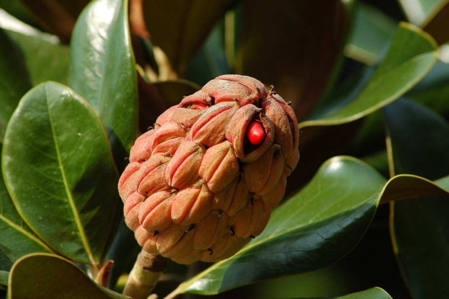 Магнолия звездчатая листья