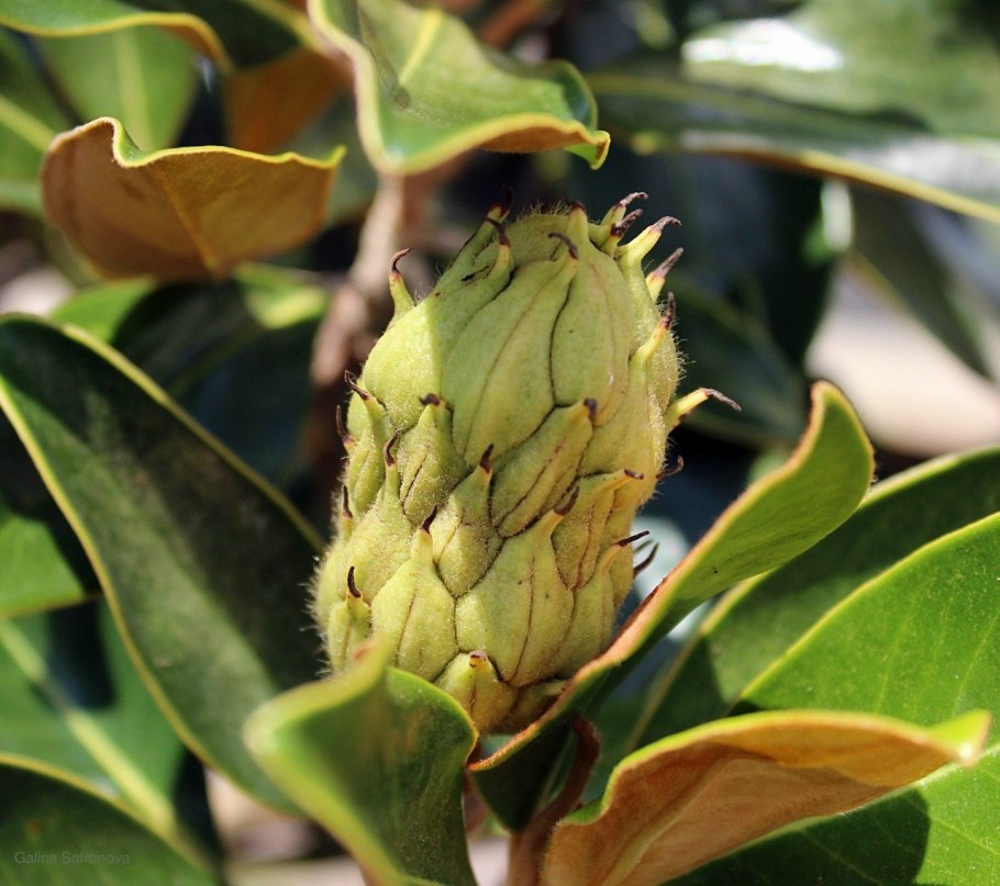 Магнолия крупноцветковая плод