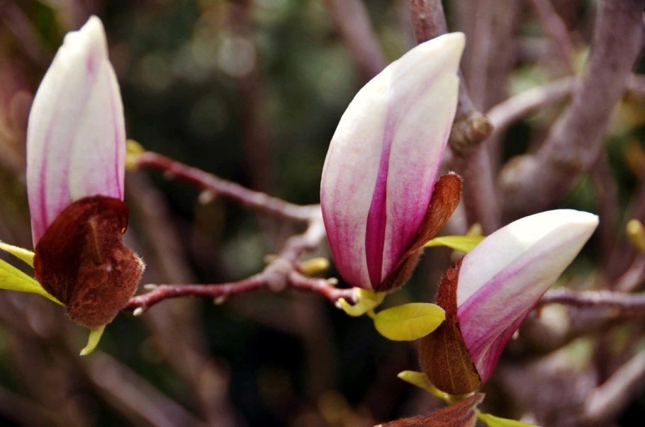 Magnolia grandiflora плоды