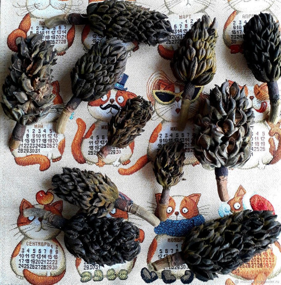 Сосновые шишки семенные