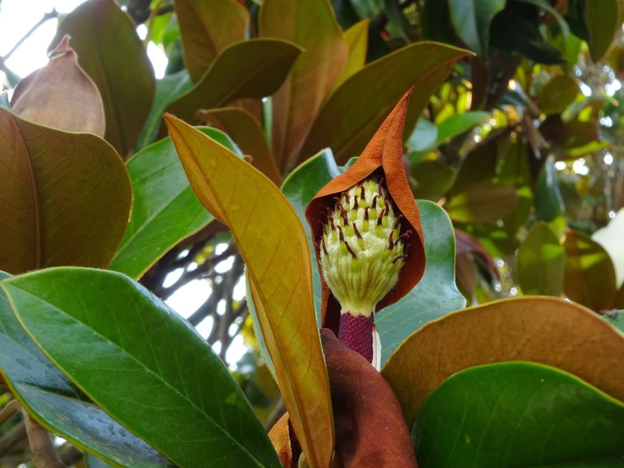 Шишка магнолии