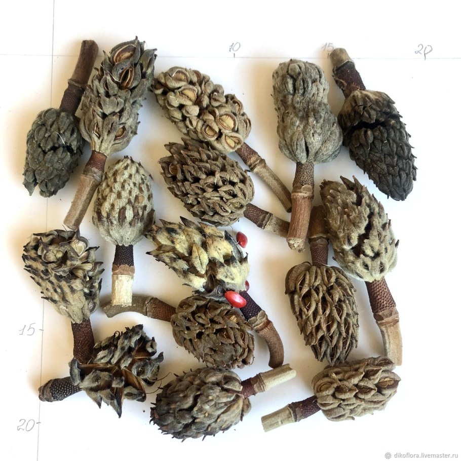 Шишка магнолии