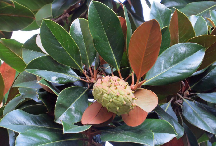 Магнолия крупноцветковая семена