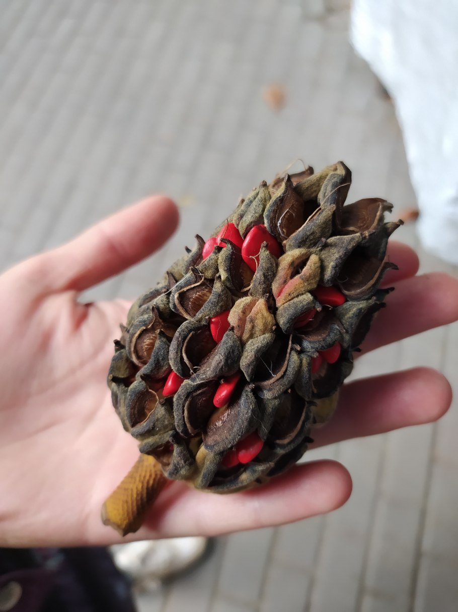 Плоды магнолии