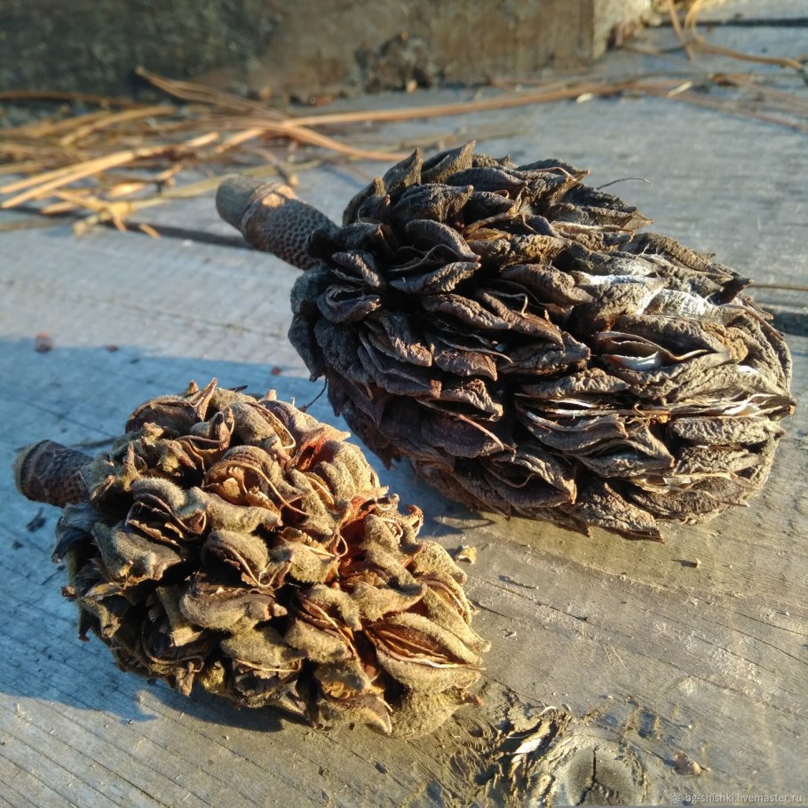 Магнолия плод шишкообразный