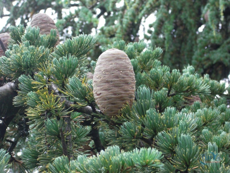 Семена из шишки магнолии