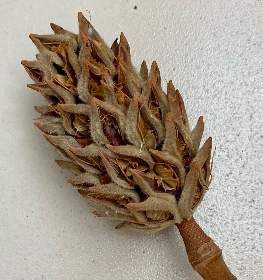 Цветок магнолии древние цветы