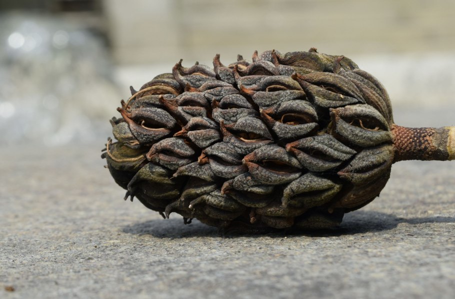 Шишки магнолии соплодие