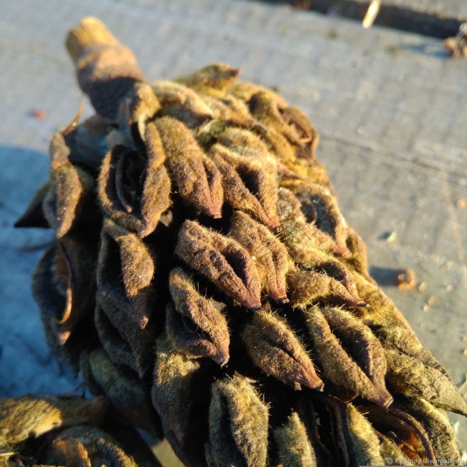 Плоды магнолии