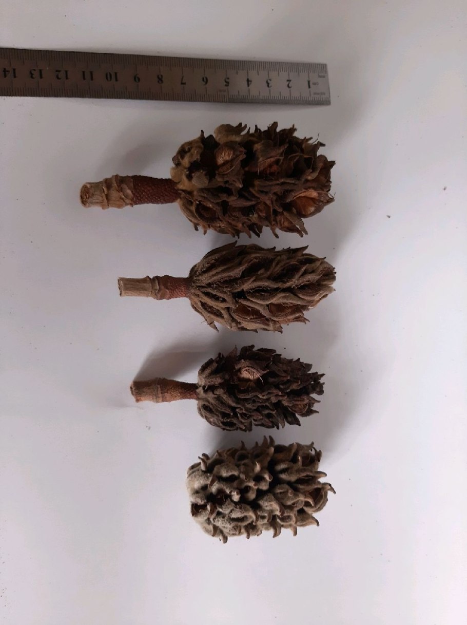 Шишка магнолии фото