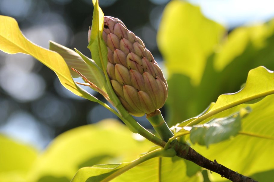 Шишка магнолии