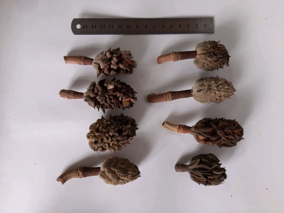 Магнолия дерево плоды