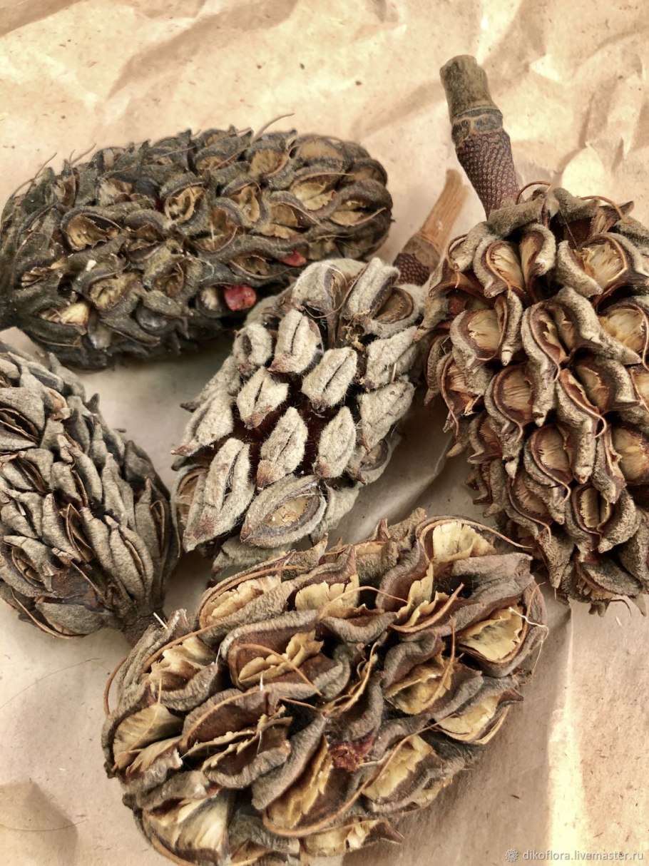 Магнолия дерево шишки