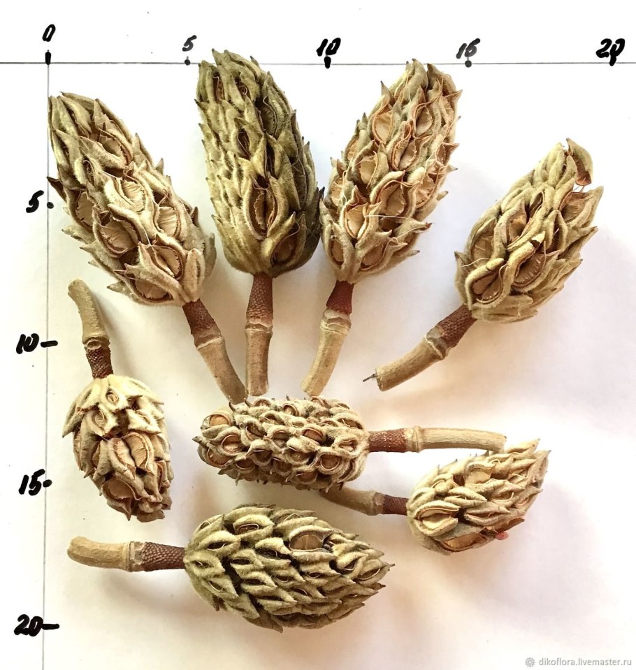 Шишки магнолии