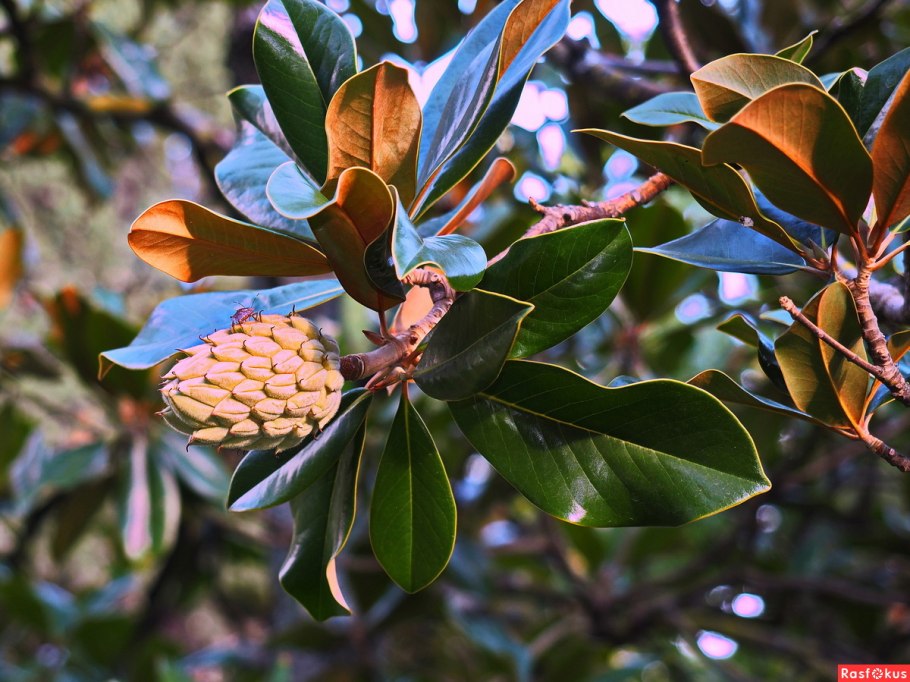 Магнолиевые шишки