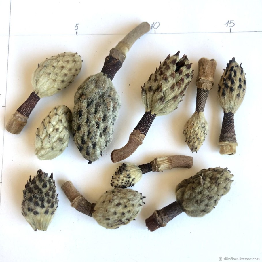 Магнолия шишечки