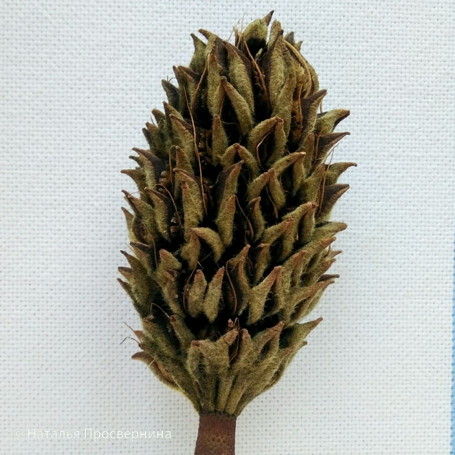 Семена из шишки магнолии