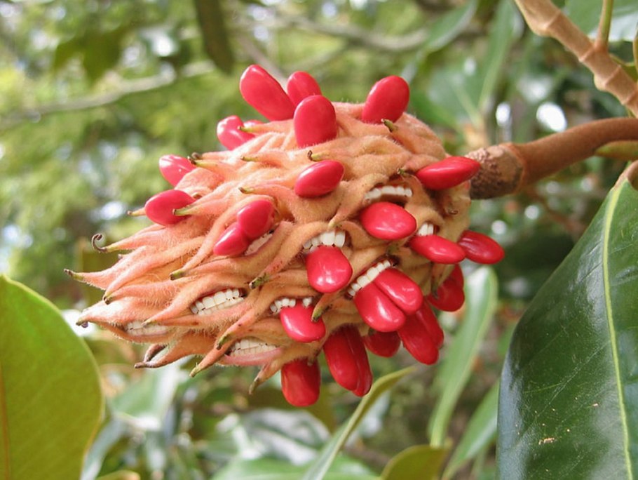 Магнолия дарахти