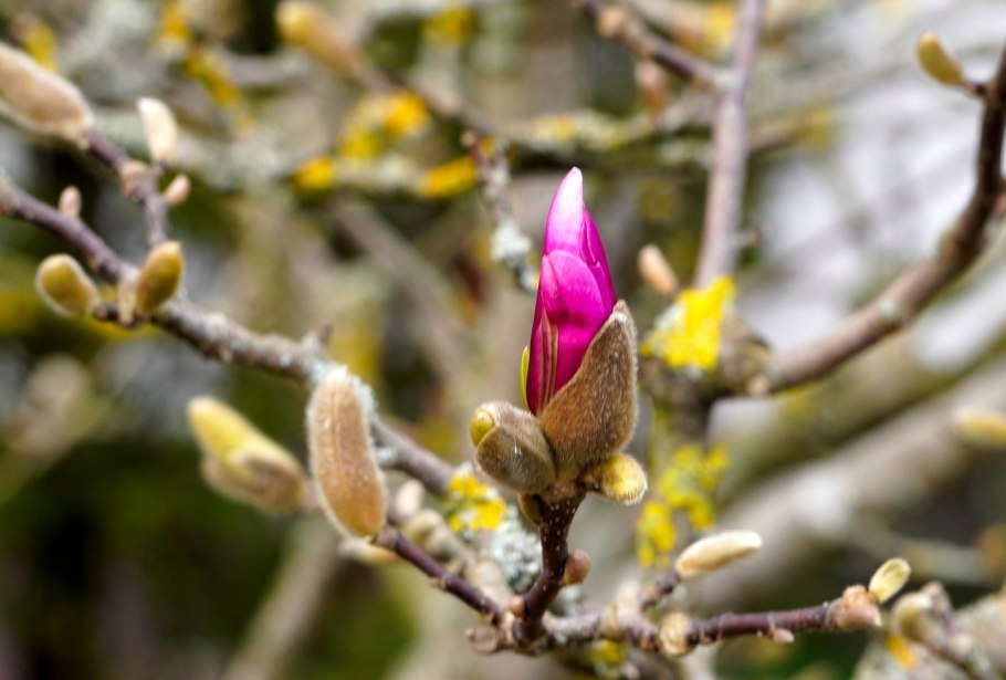 Бутон магнолии