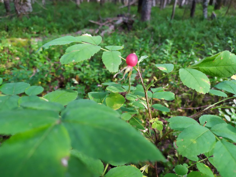 Кислица ягода Лесная