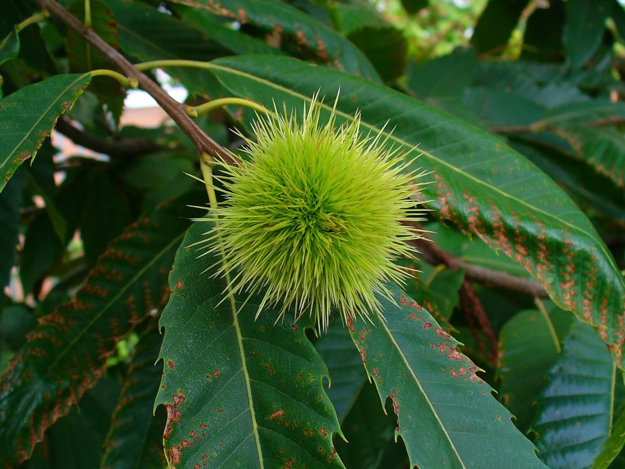 Каштан съедобный (посевной) сатива